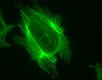 Scientific Work Image of Cell